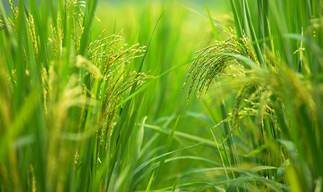 Agricultural-Science